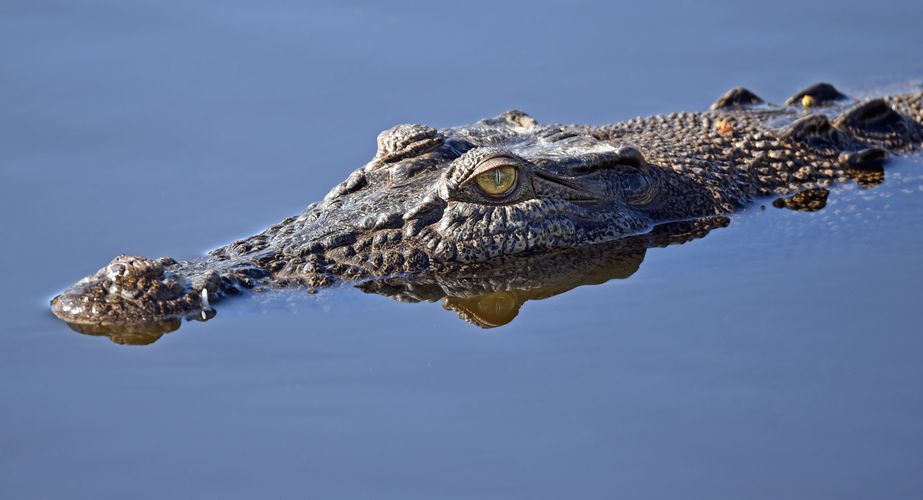 Deep South 20 Deep South 20